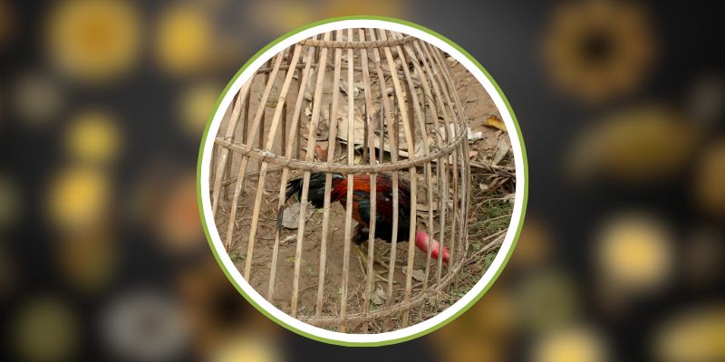 SV388 - Luật Chơi Và Quy Tắc Đá Gà Chuyên Nghiệp 2025 2 SV388 - Luật Chơi Và Quy Tắc Đá Gà Chuyên Nghiệp 2025